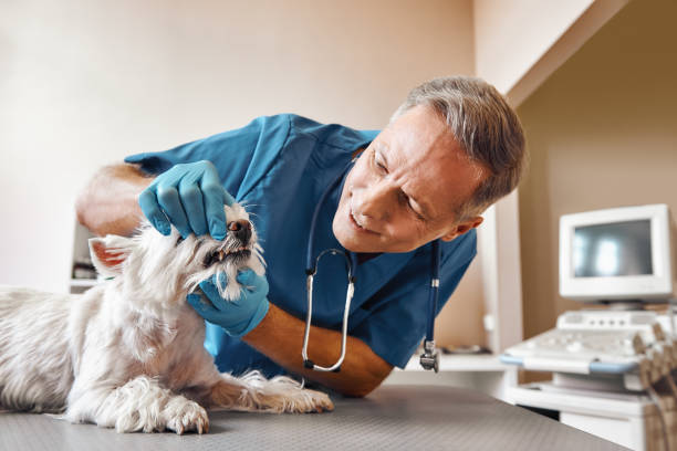 Best Emergency Root Canal Treatment in Fort Scott, KS